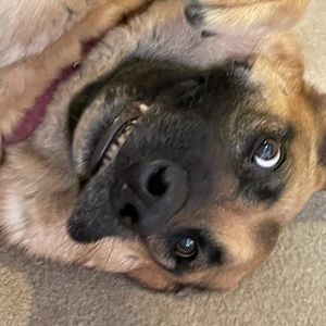 Meet your Posher, George